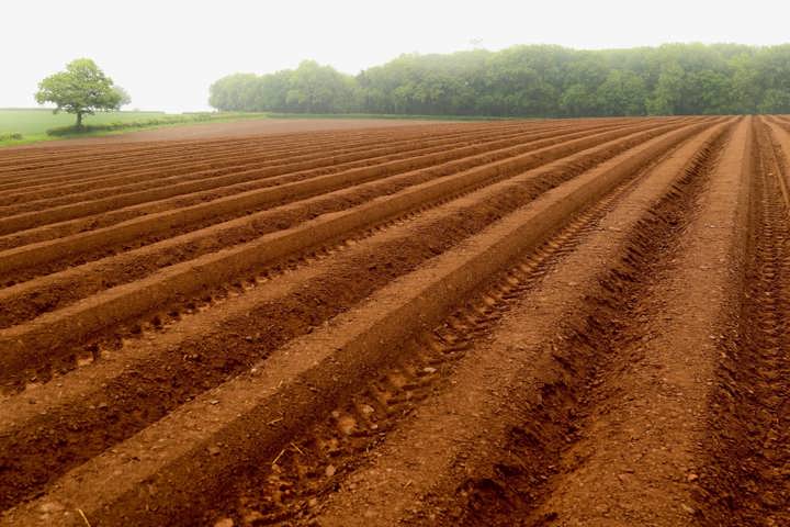 A potato field in Herefordshire